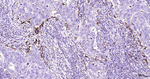 Cathepsin B Antibody in Immunohistochemistry (Paraffin) (IHC (P))
