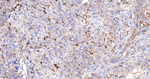Cathepsin B Antibody in Immunohistochemistry (Paraffin) (IHC (P))
