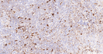 Cathepsin B Antibody in Immunohistochemistry (Paraffin) (IHC (P))
