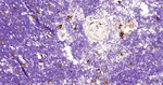 Cathepsin B Antibody in Immunohistochemistry (Paraffin) (IHC (P))