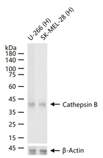 Cathepsin B Antibody in Western Blot (WB)