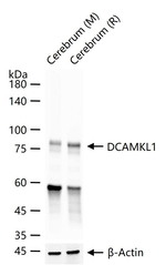DCLK1 Antibody in Western Blot (WB)