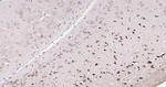 ATP5A1 Antibody in Immunohistochemistry (Paraffin) (IHC (P))