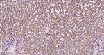 ATP5A1 Antibody in Immunohistochemistry (Paraffin) (IHC (P))