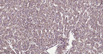 ATP5A1 Antibody in Immunohistochemistry (Paraffin) (IHC (P))