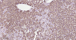 ATP5A1 Antibody in Immunohistochemistry (Paraffin) (IHC (P))