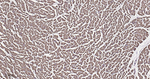 ATP5A1 Antibody in Immunohistochemistry (Paraffin) (IHC (P))