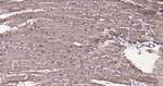 ATP5A1 Antibody in Immunohistochemistry (Paraffin) (IHC (P))