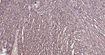 ATP5A1 Antibody in Immunohistochemistry (Paraffin) (IHC (P))