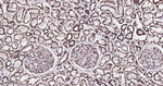 ATP5A1 Antibody in Immunohistochemistry (Paraffin) (IHC (P))