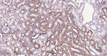 ATP5A1 Antibody in Immunohistochemistry (Paraffin) (IHC (P))