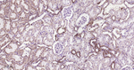 ATP5A1 Antibody in Immunohistochemistry (Paraffin) (IHC (P))