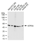 ATP5A1 Antibody in Western Blot (WB)