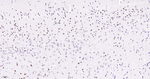 Cyclin H Recombinant Rabbit Monoclonal Antibody (5C8)