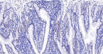 Cyclin H Antibody in Immunohistochemistry (Paraffin) (IHC (P))