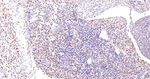 Cyclin H Antibody in Immunohistochemistry (Paraffin) (IHC (P))