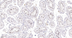 Cyclin H Antibody in Immunohistochemistry (Paraffin) (IHC (P))