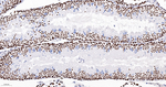Cyclin H Antibody in Immunohistochemistry (Paraffin) (IHC (P))