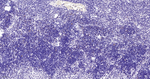 Cyclin H Antibody in Immunohistochemistry (Paraffin) (IHC (P))