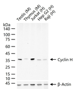 Cyclin H Antibody in Western Blot (WB)