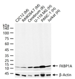 FKBP12 Recombinant Rabbit Monoclonal Antibody (7E6)