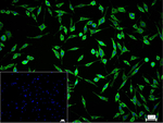 PRDX6 Recombinant Rabbit Monoclonal Antibody (12F4)