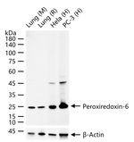 PRDX6 Antibody in Western Blot (WB)