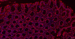BID Antibody in Immunohistochemistry (Paraffin) (IHC (P))
