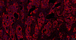 BID Antibody in Immunohistochemistry (Paraffin) (IHC (P))