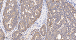 BID Antibody in Immunohistochemistry (Paraffin) (IHC (P))