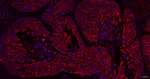 BID Recombinant Rabbit Monoclonal Antibody (4G9)