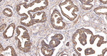 BID Antibody in Immunohistochemistry (Paraffin) (IHC (P))