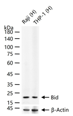 BID Antibody in Western Blot (WB)