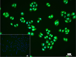 VCP Recombinant Rabbit Monoclonal Antibody (14F13)