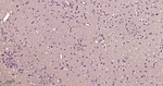 VCP Antibody in Immunohistochemistry (Paraffin) (IHC (P))