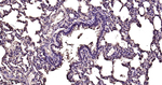 VCP Antibody in Immunohistochemistry (Paraffin) (IHC (P))