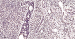 VCP Antibody in Immunohistochemistry (Paraffin) (IHC (P))