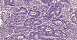 VCP Antibody in Immunohistochemistry (Paraffin) (IHC (P))