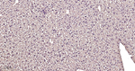 VCP Antibody in Immunohistochemistry (Paraffin) (IHC (P))
