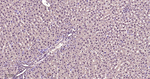 VCP Antibody in Immunohistochemistry (Paraffin) (IHC (P))