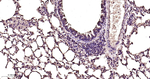 VCP Antibody in Immunohistochemistry (Paraffin) (IHC (P))