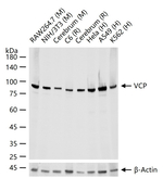 VCP Antibody in Western Blot (WB)