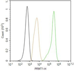 PRMT1 Antibody in Flow Cytometry (Flow)