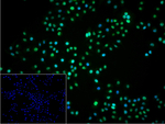 PRMT1 Recombinant Rabbit Monoclonal Antibody (2E6)