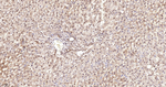 PRMT1 Antibody in Immunohistochemistry (Paraffin) (IHC (P))