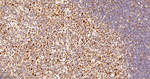 PRMT1 Antibody in Immunohistochemistry (Paraffin) (IHC (P))