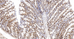PRMT1 Antibody in Immunohistochemistry (Paraffin) (IHC (P))
