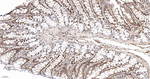 PRMT1 Antibody in Immunohistochemistry (Paraffin) (IHC (P))