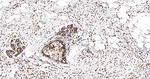 PRMT1 Antibody in Immunohistochemistry (Paraffin) (IHC (P))