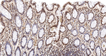 PRMT1 Antibody in Immunohistochemistry (Paraffin) (IHC (P))